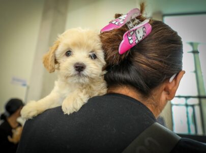 Hospital de Mascotas León 450 veterinaria pública