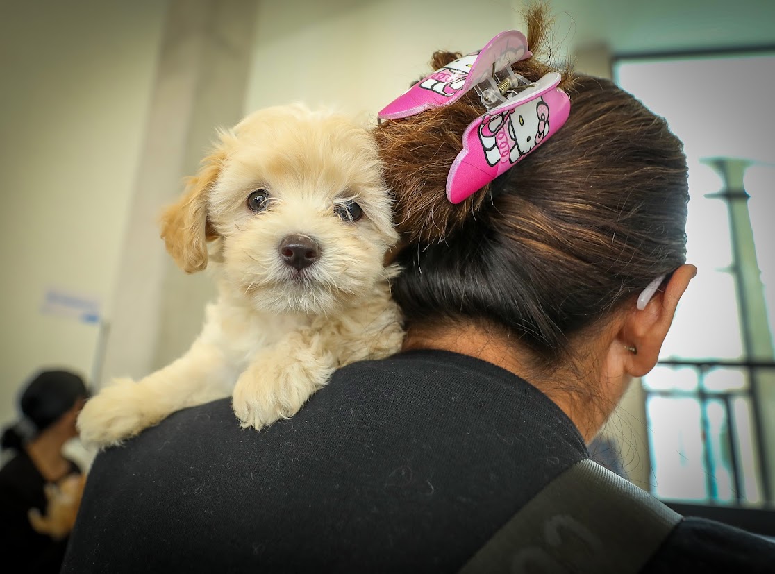 Hospital de Mascotas León 450 veterinaria pública