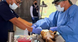 esterilización masiva canina y felina