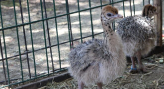 nacimiento de cuatro avestruces en ZooLeón
