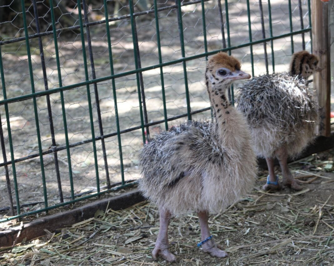 nacimiento de cuatro avestruces en ZooLeón