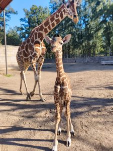 Nuevo nacimiento en ZooLeón jirafa reticulada
