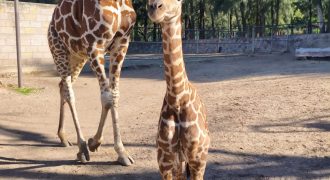 Nuevo nacimiento en ZooLeón jirafa reticulada
